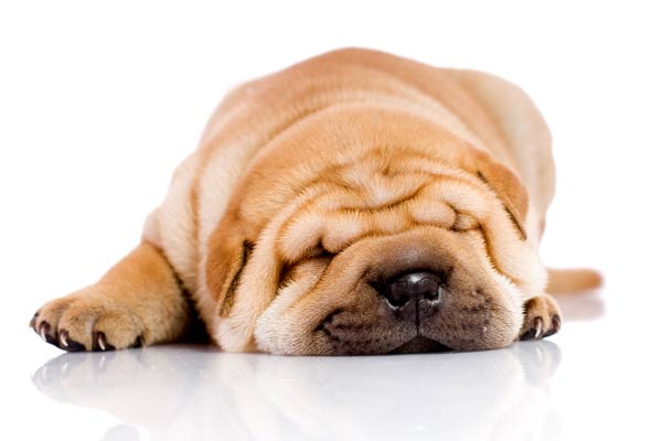 Hund